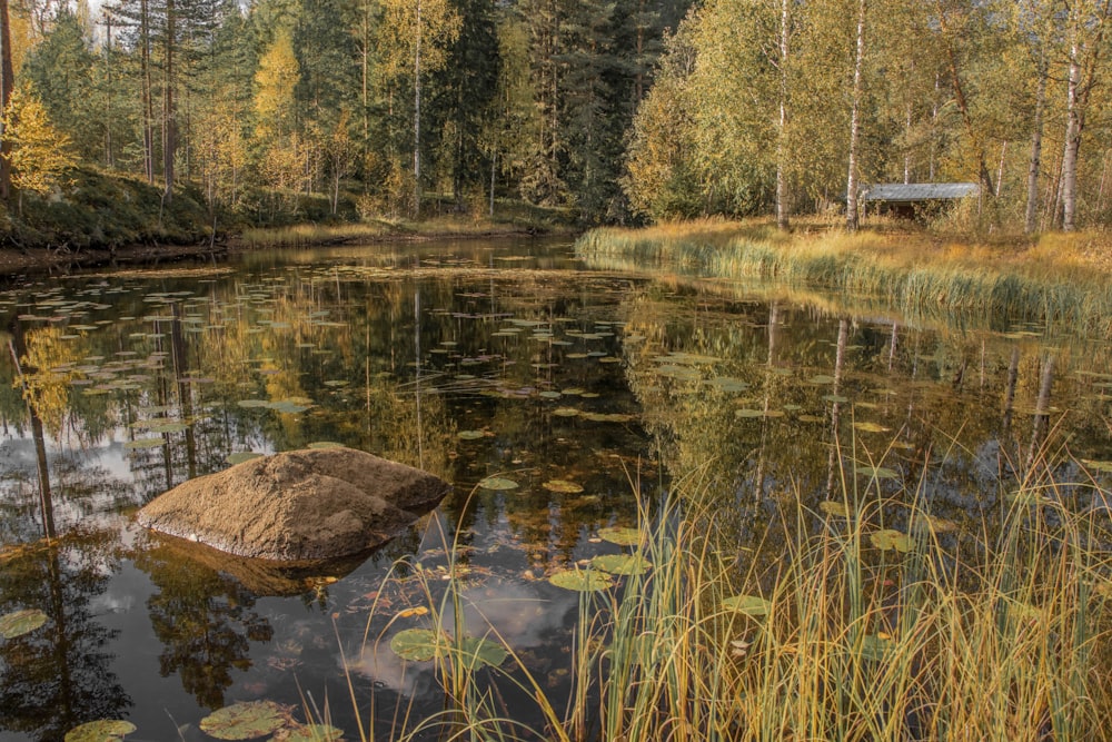 green trees beside river during daytime