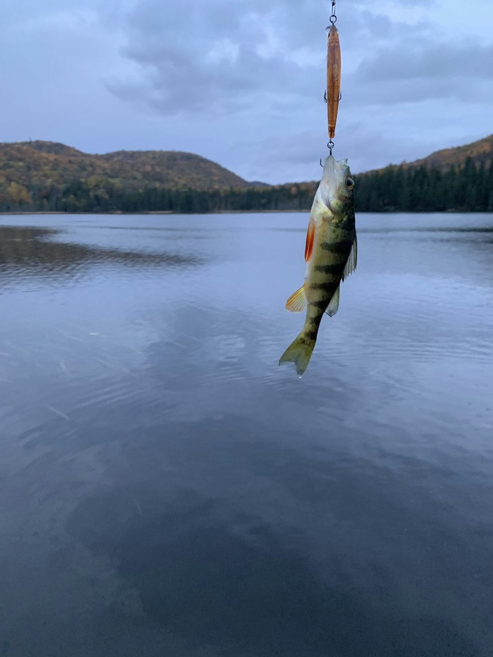 gray fish on body of water during daytime