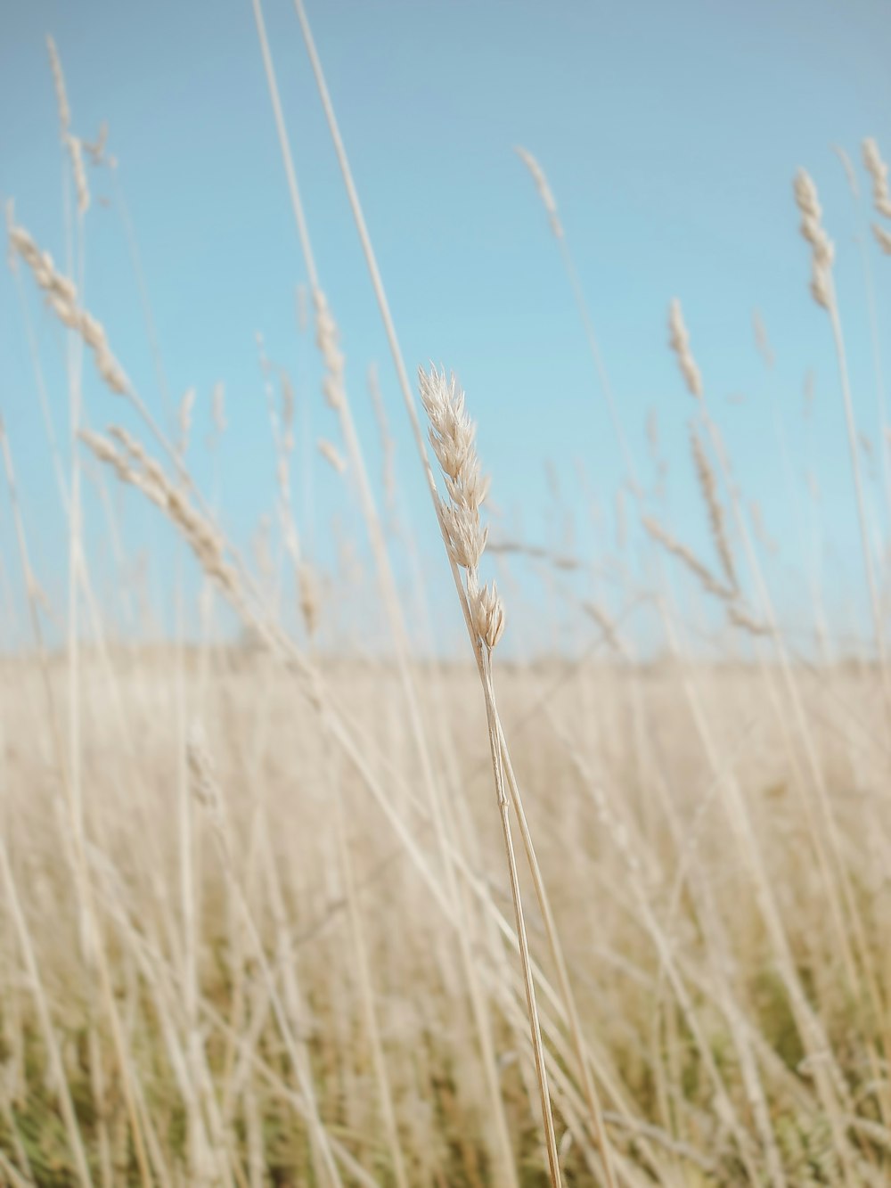 brown wheat field during daytime