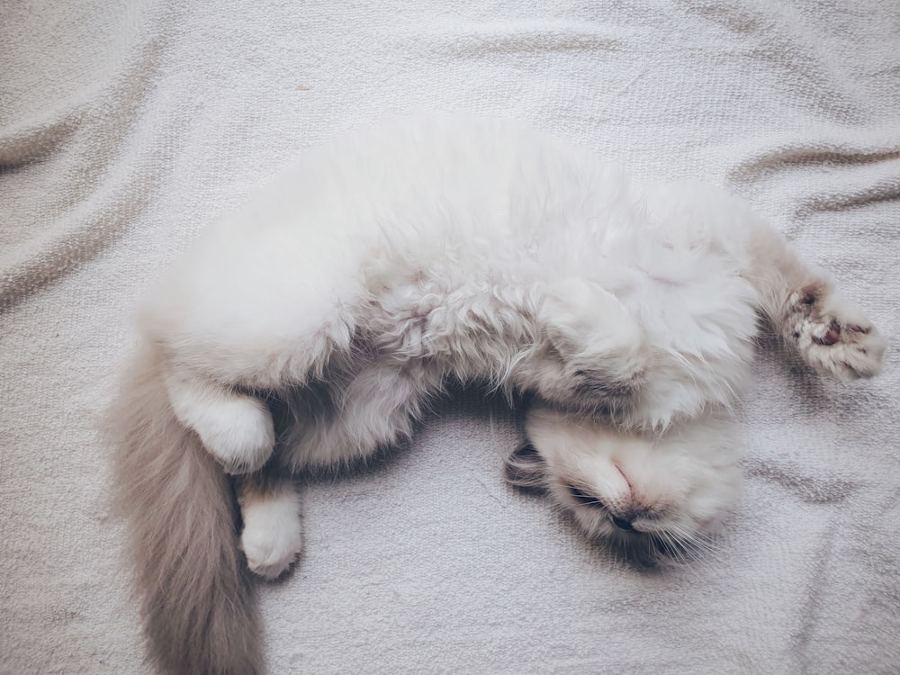 white fur cat on white textile