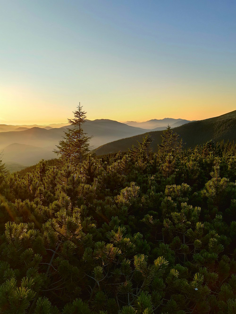 green trees on mountain during daytime