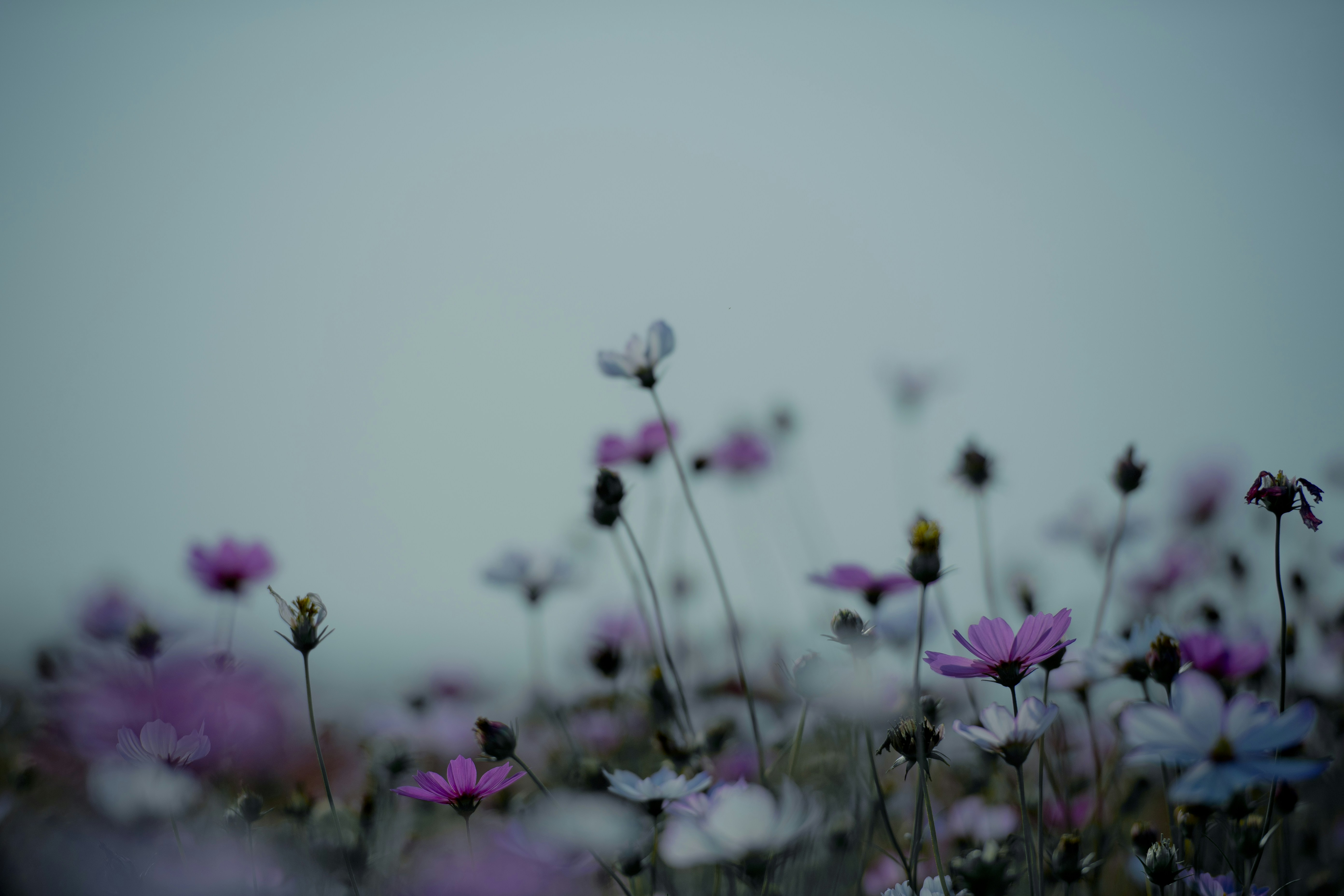 Photo by fan_world2020