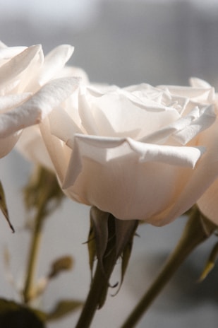 Close-up of delicate rose petals resting on a linen fabric in warm natural light.