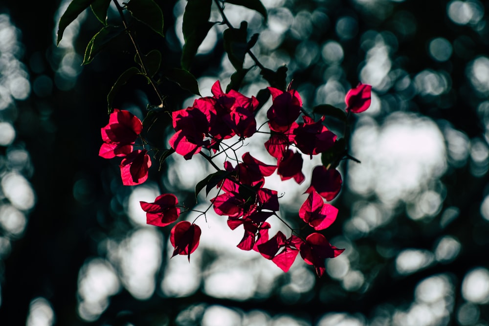 red flowers in tilt shift lens