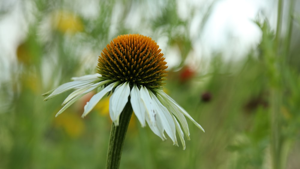 white and brown flower in tilt shift lens