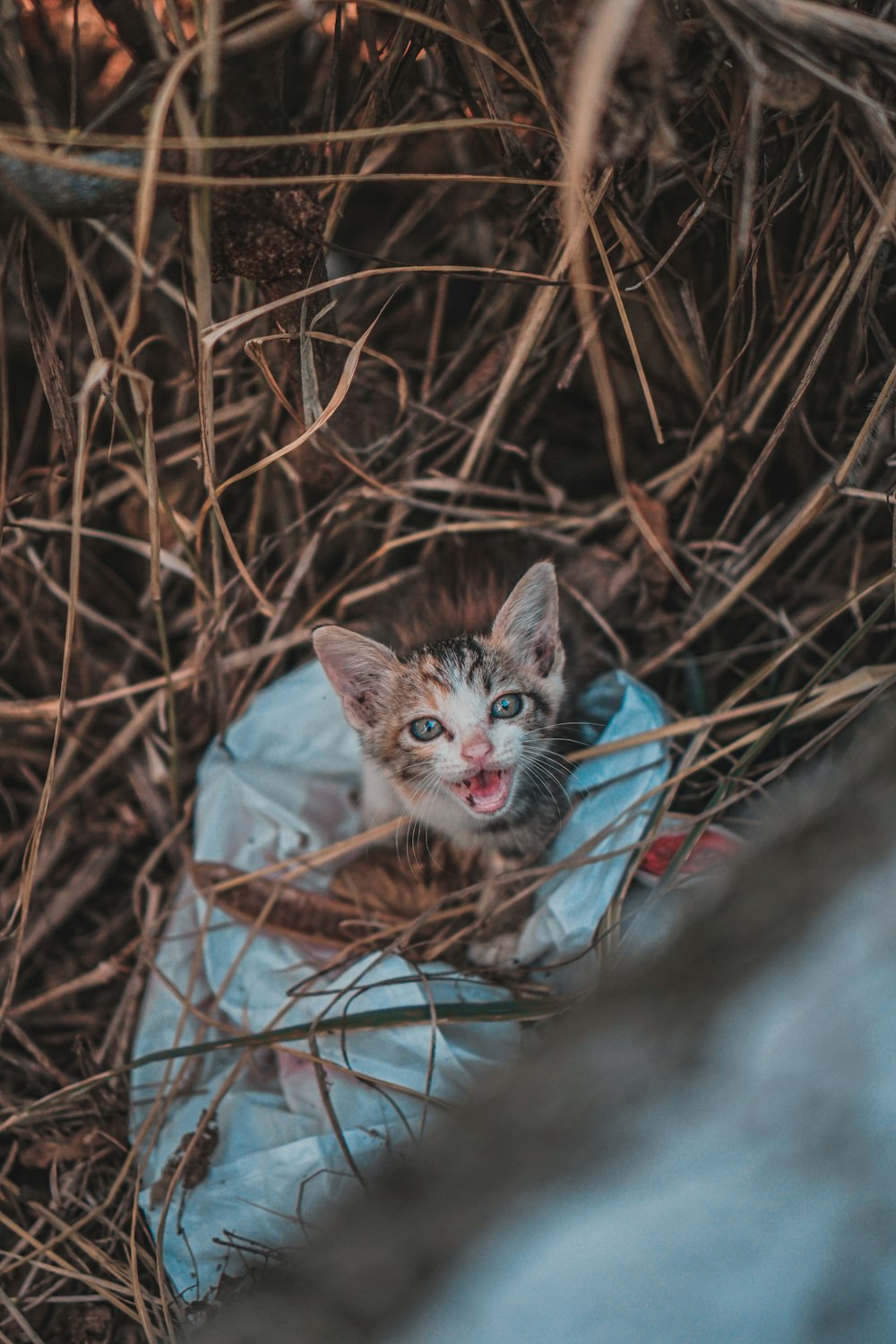 青と白のテキスタイルで白と茶色の猫