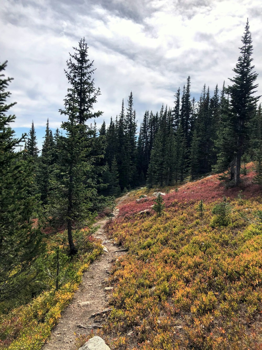 green pine trees under white clouds during daytime