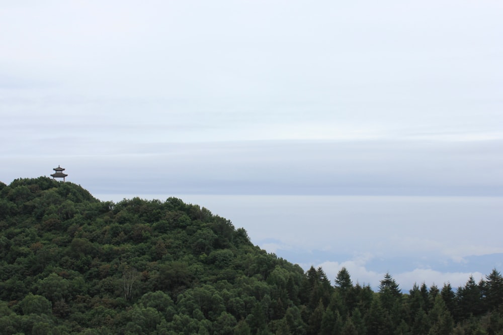 green trees on mountain during daytime