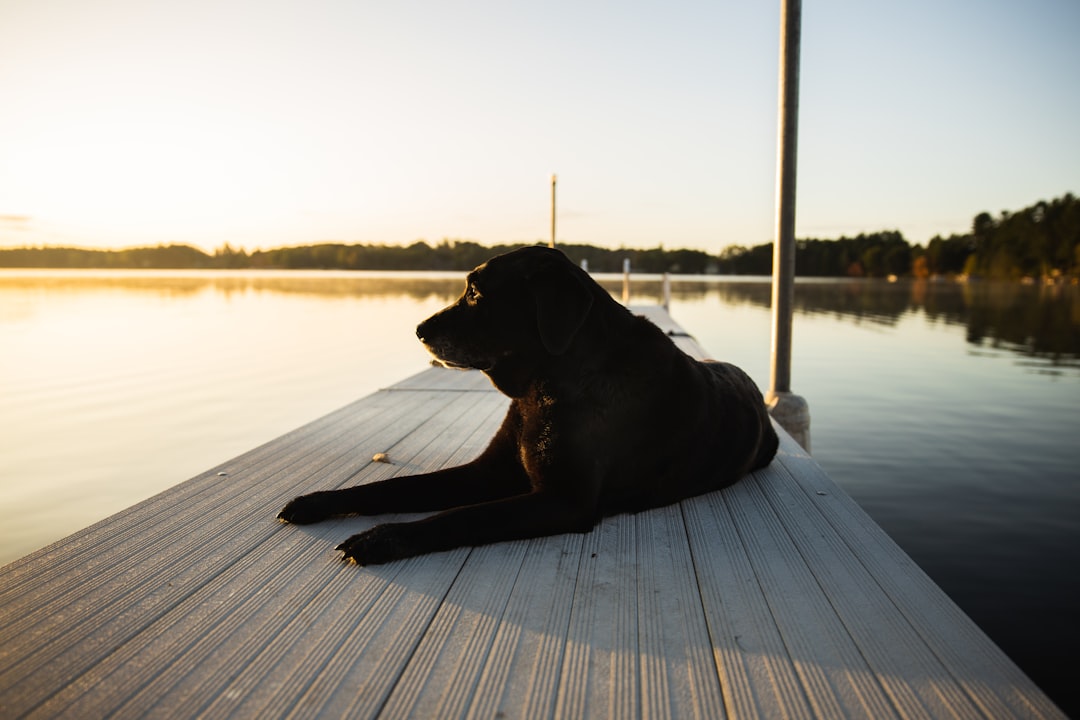 black labrador retriever lying on wooden dock during daytime