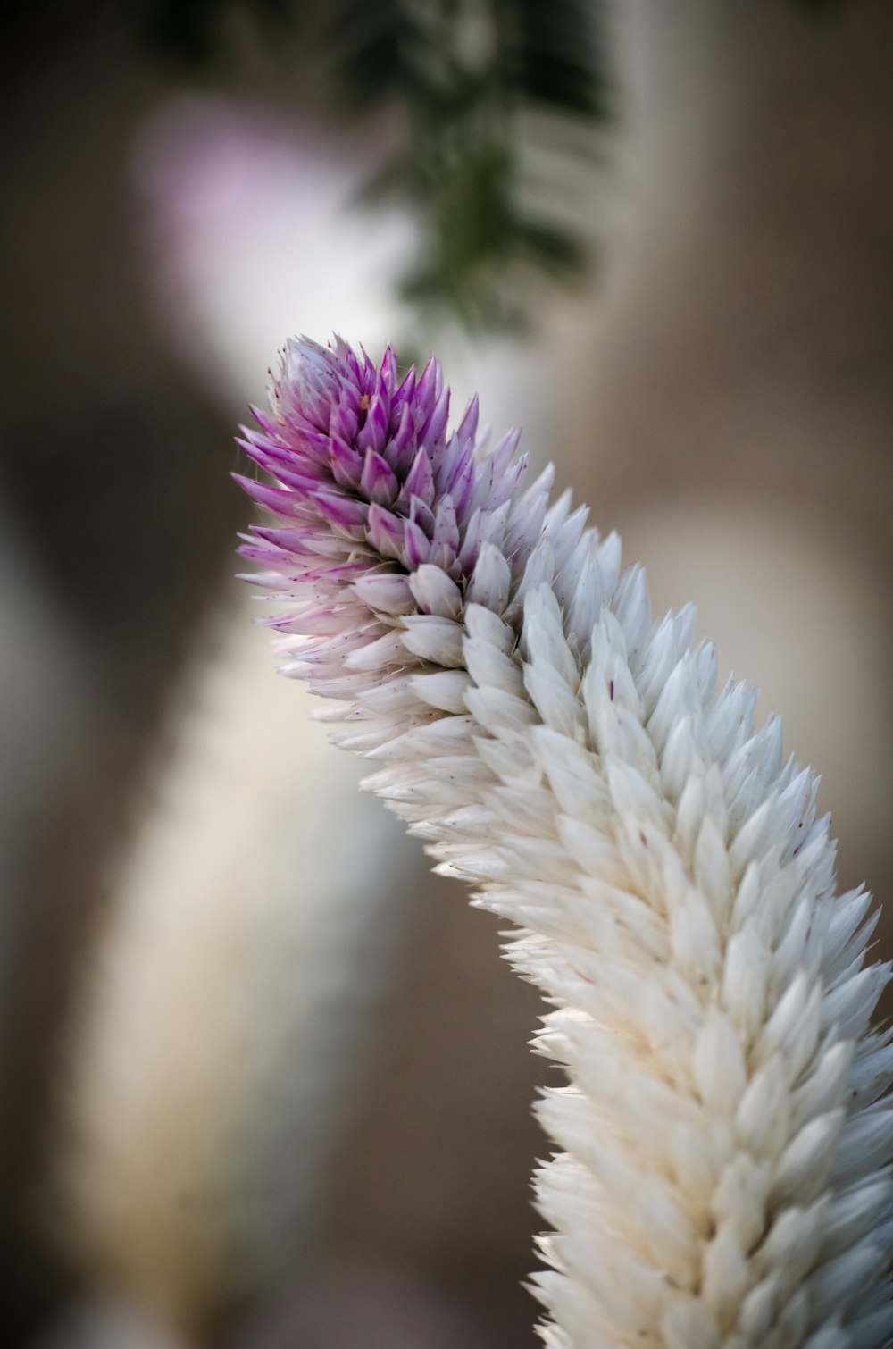 white and purple flower in macro photography