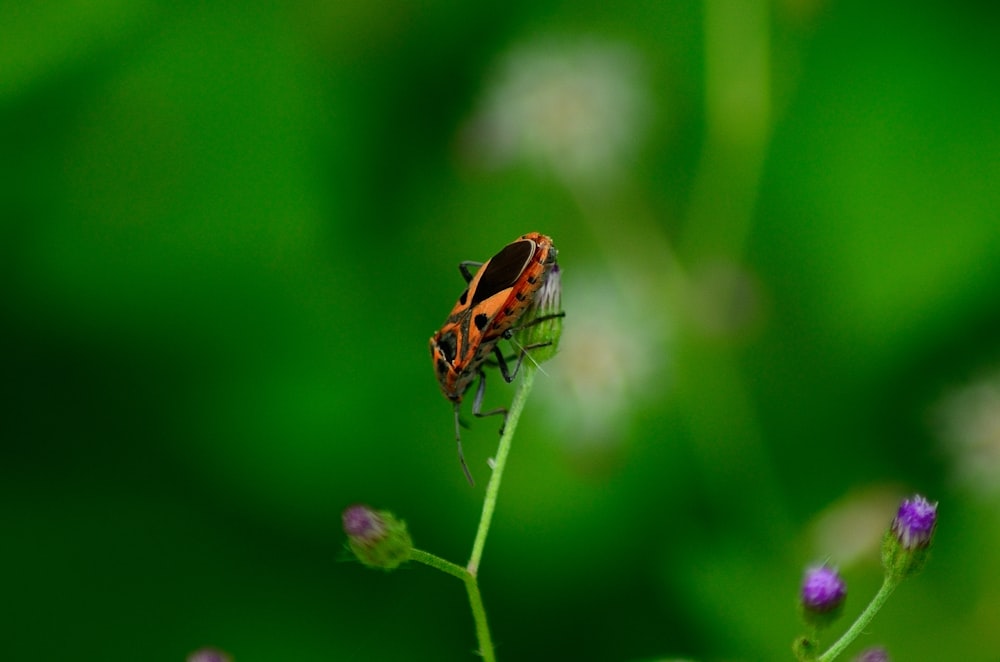 brown and black insect on green plant