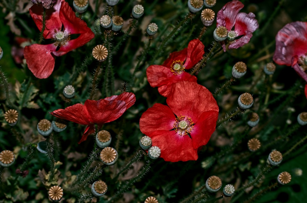 red flower with water droplets