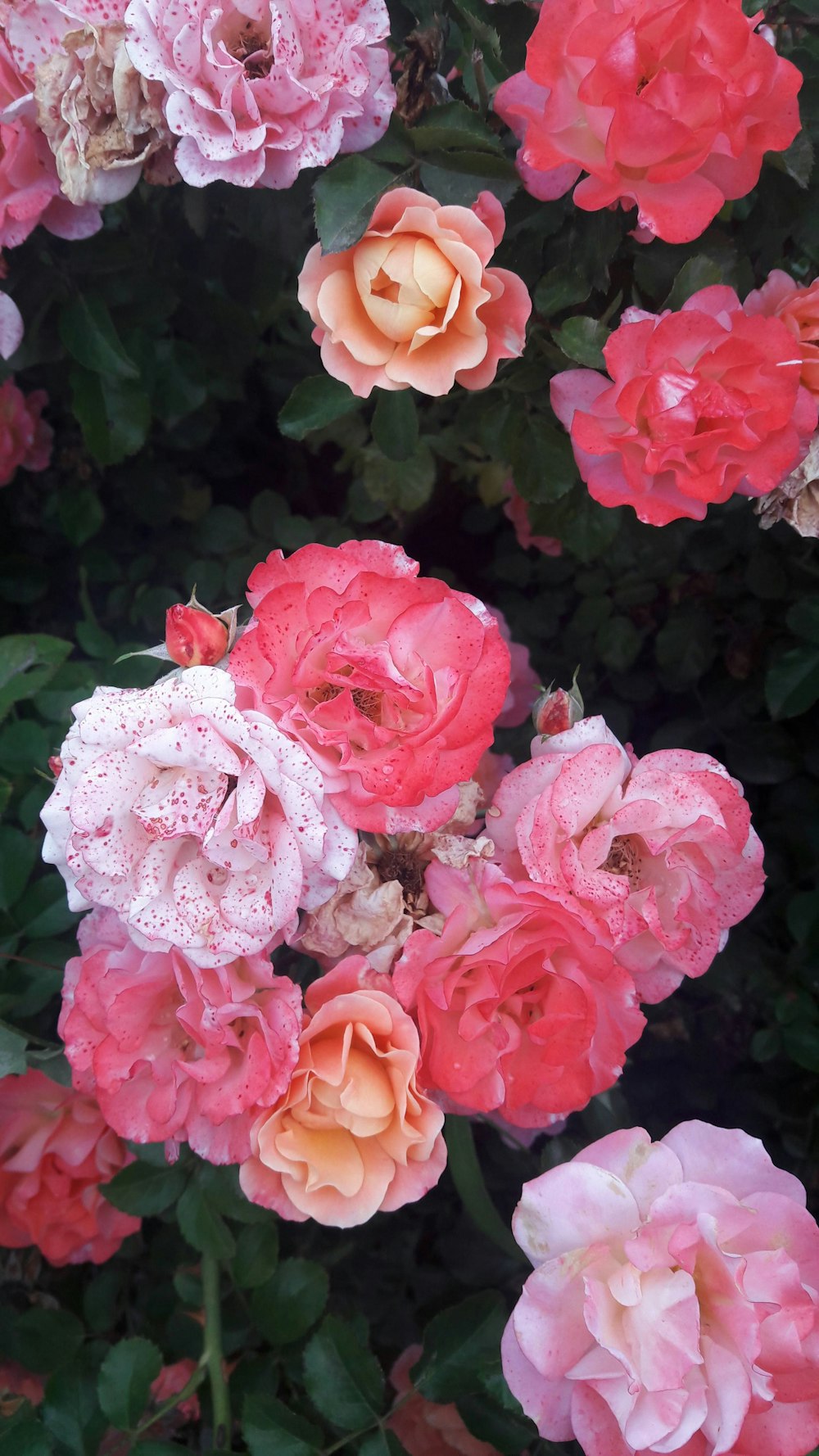 pink and white roses in bloom during daytime