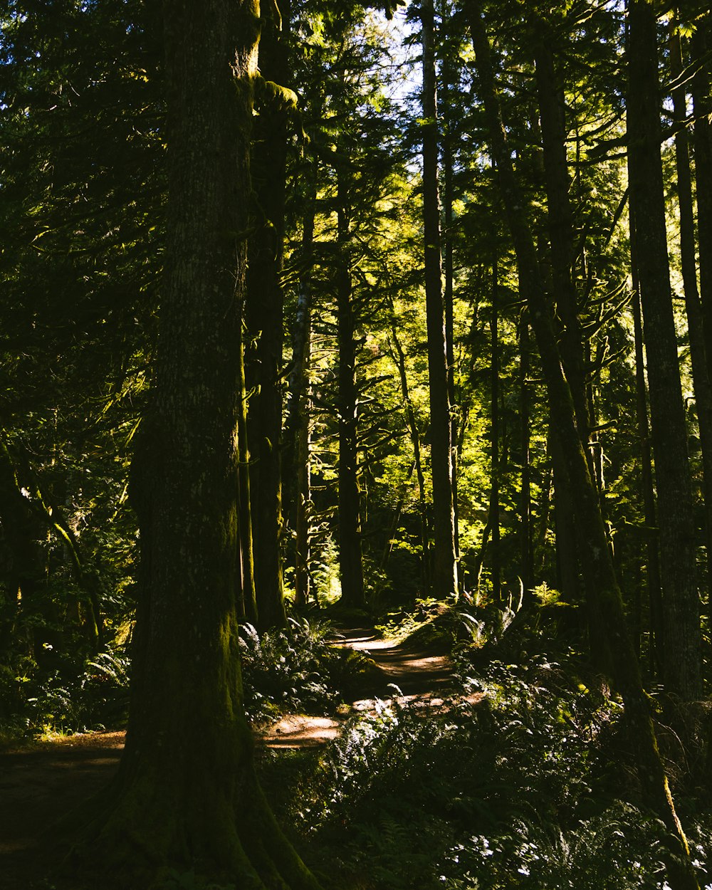 green trees on forest during daytime