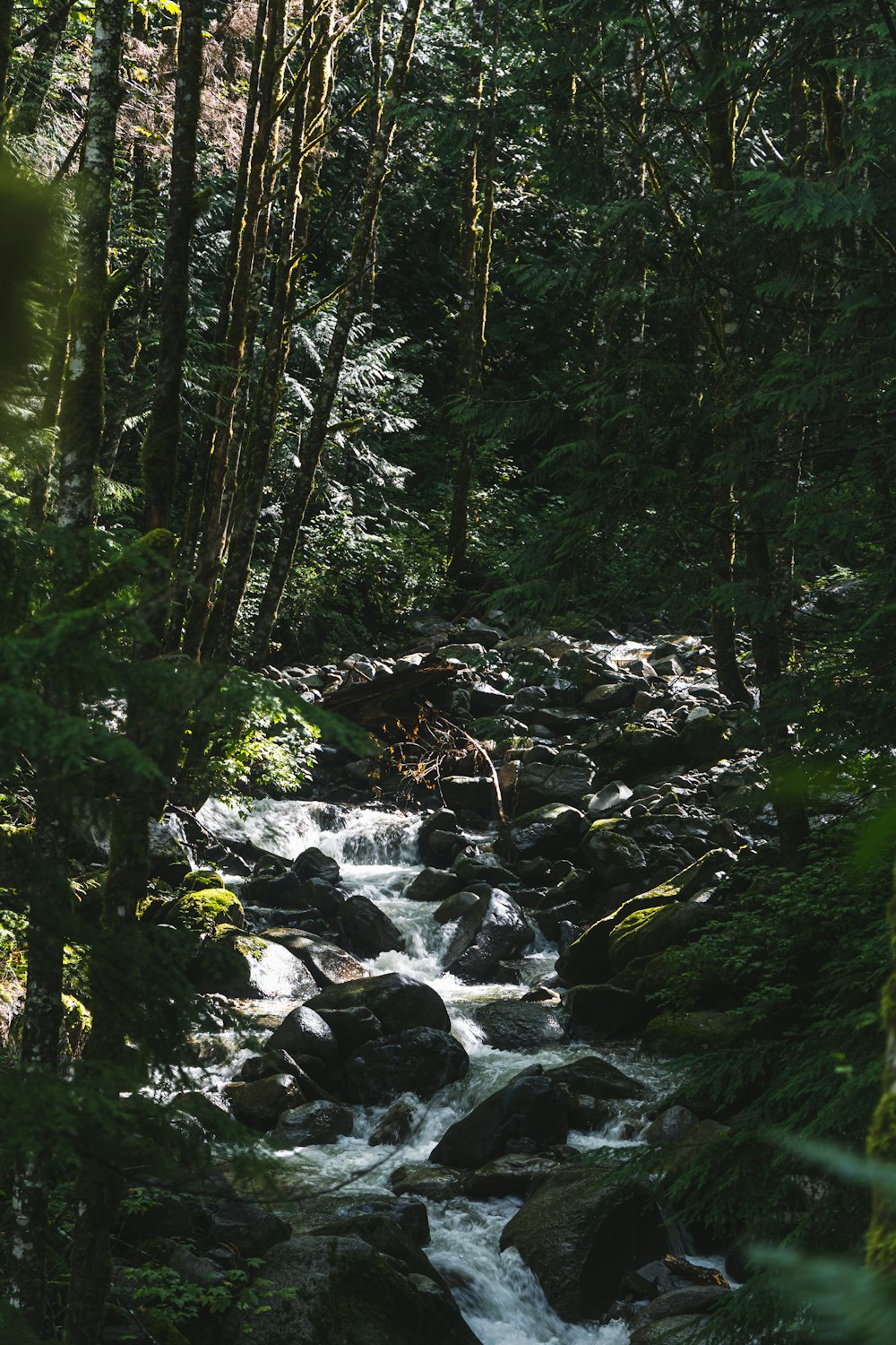 green trees and rocks in river