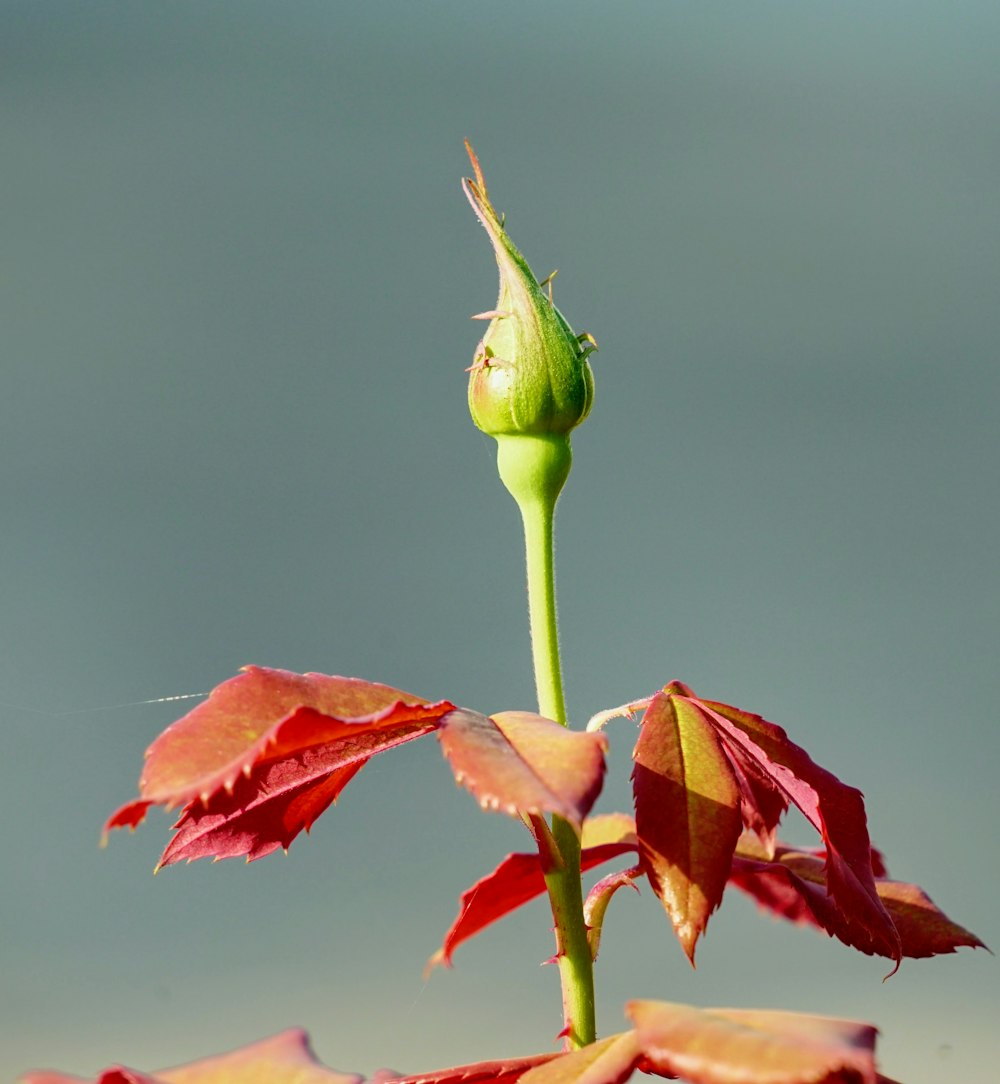 red and green flower bud