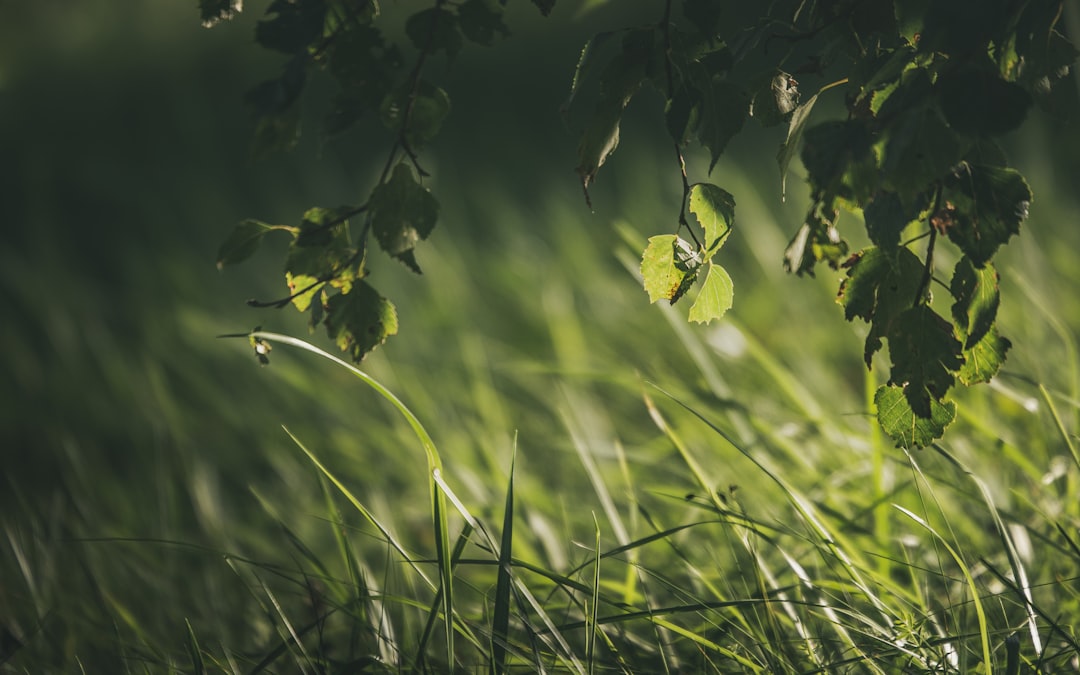 green plant in close up photography