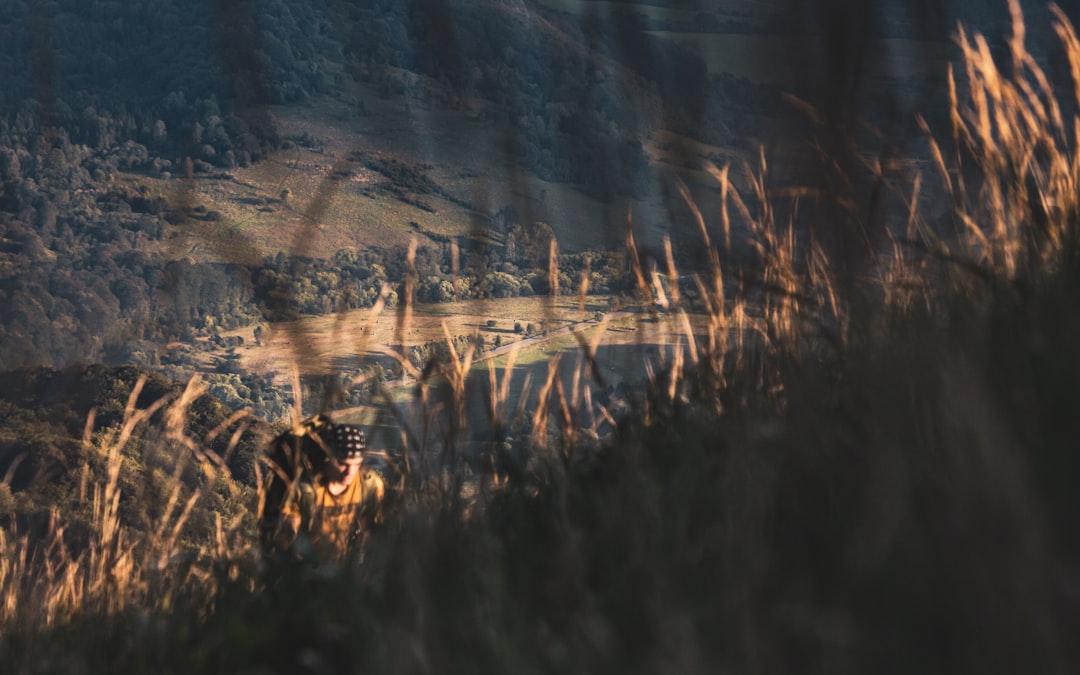 brown grass on body of water