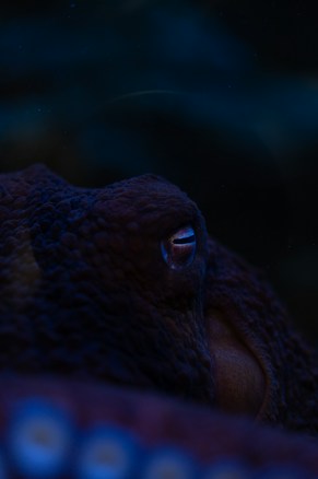 A close-up of an octopus with its eye prominently visible, surrounded by textured skin. The image is dark with a focus on the creature's intricate surface and subtle details.