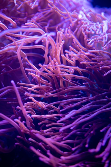 Close-up of colorful soft coral branches swaying gently underwater.