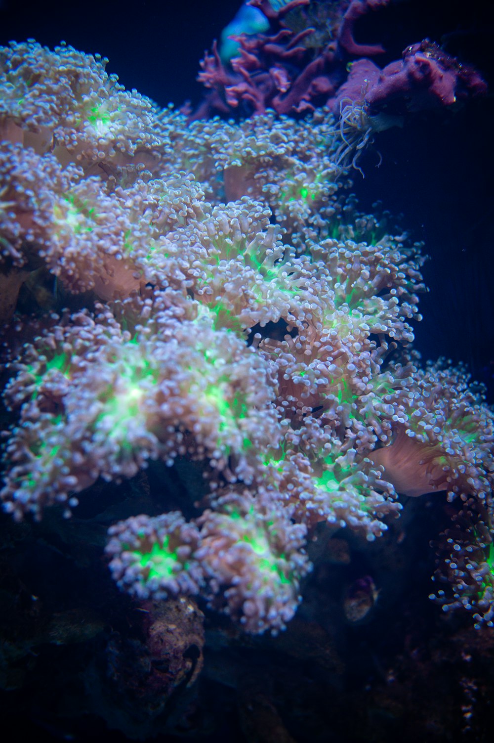 green and brown coral reef