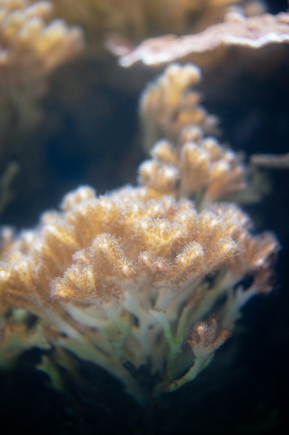 yellow and white sea plant