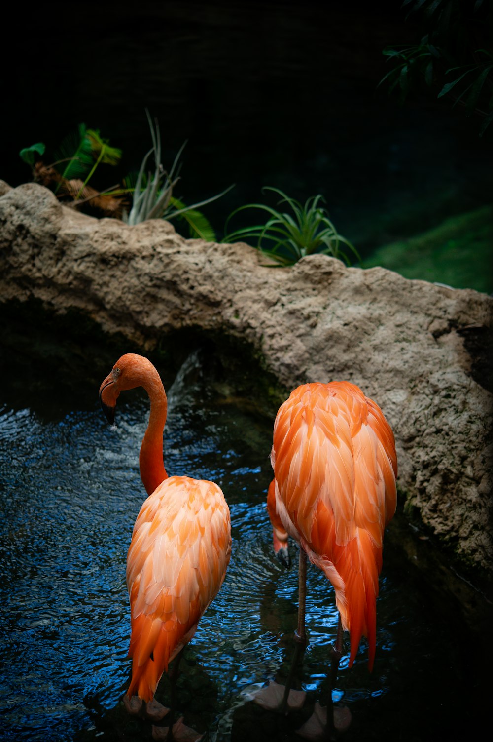 pink flamingos on body of water during daytime