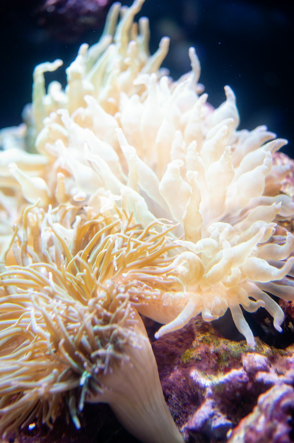 クローズアップ写真の白い珊瑚礁