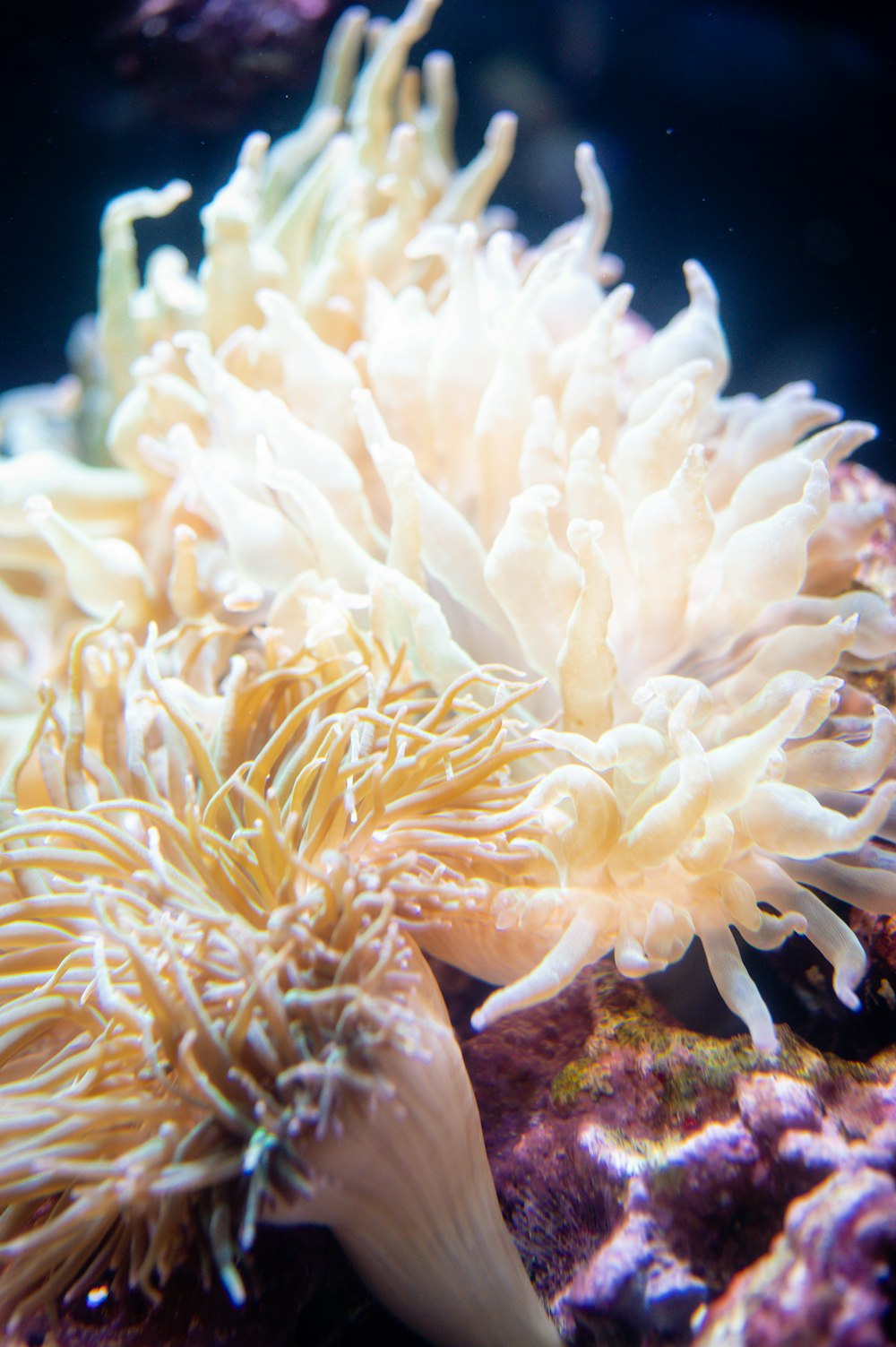 white coral reef in close up photography