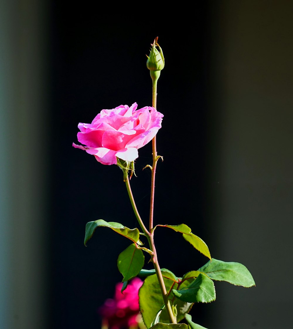 pink rose in bloom close up photo