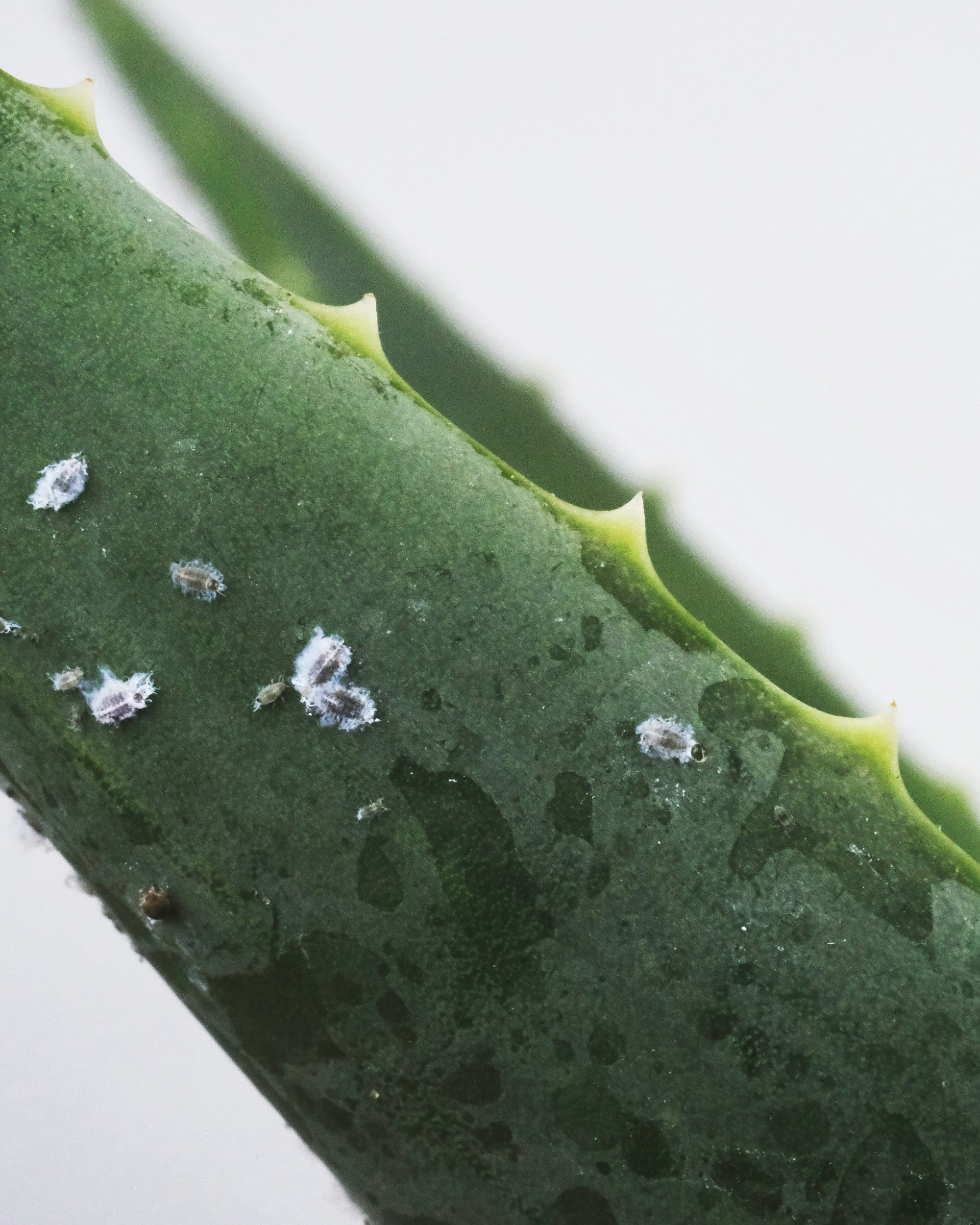 Mealy bugs on a aloe vera plant