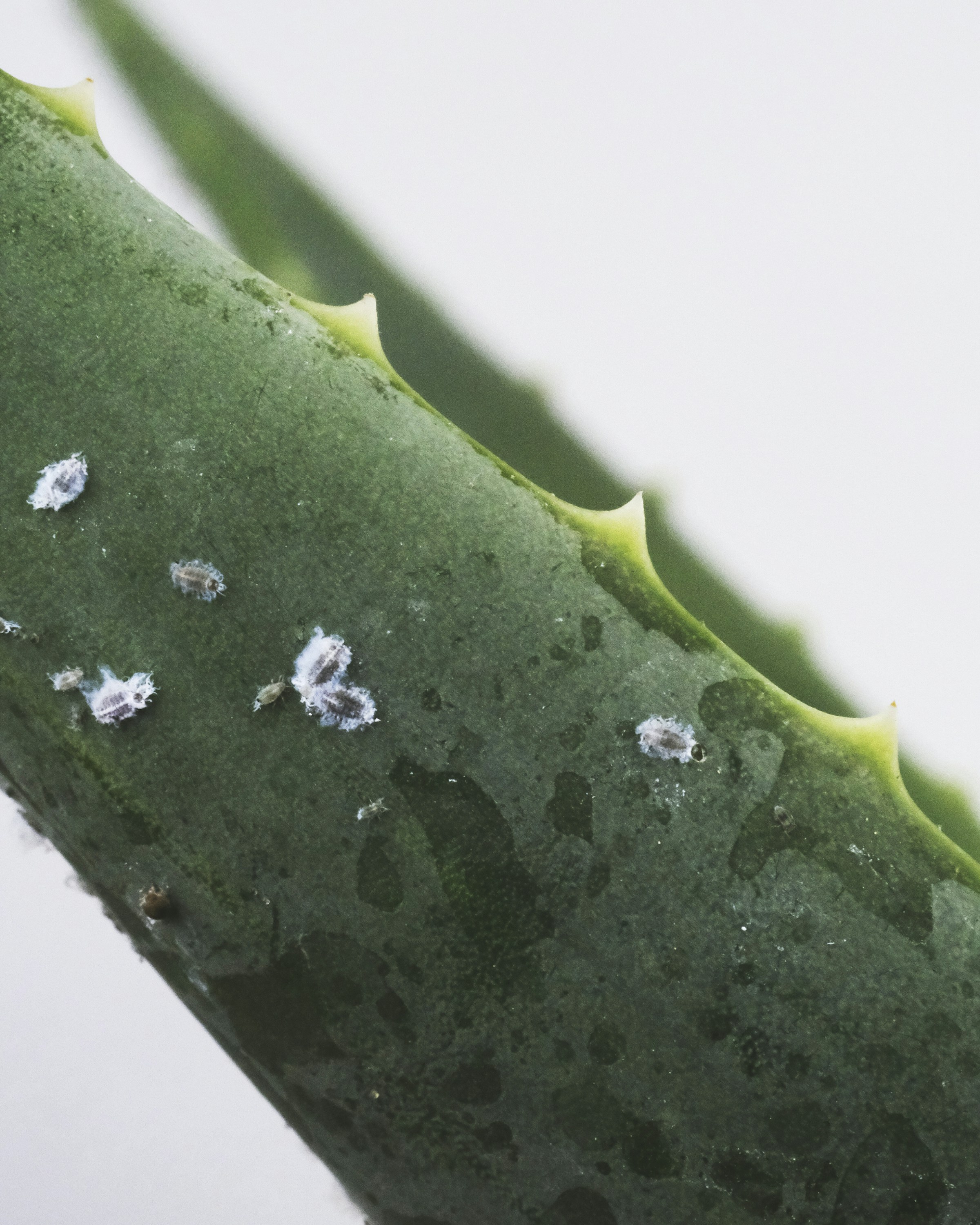 mealybugs