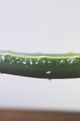 water droplets on green leaf