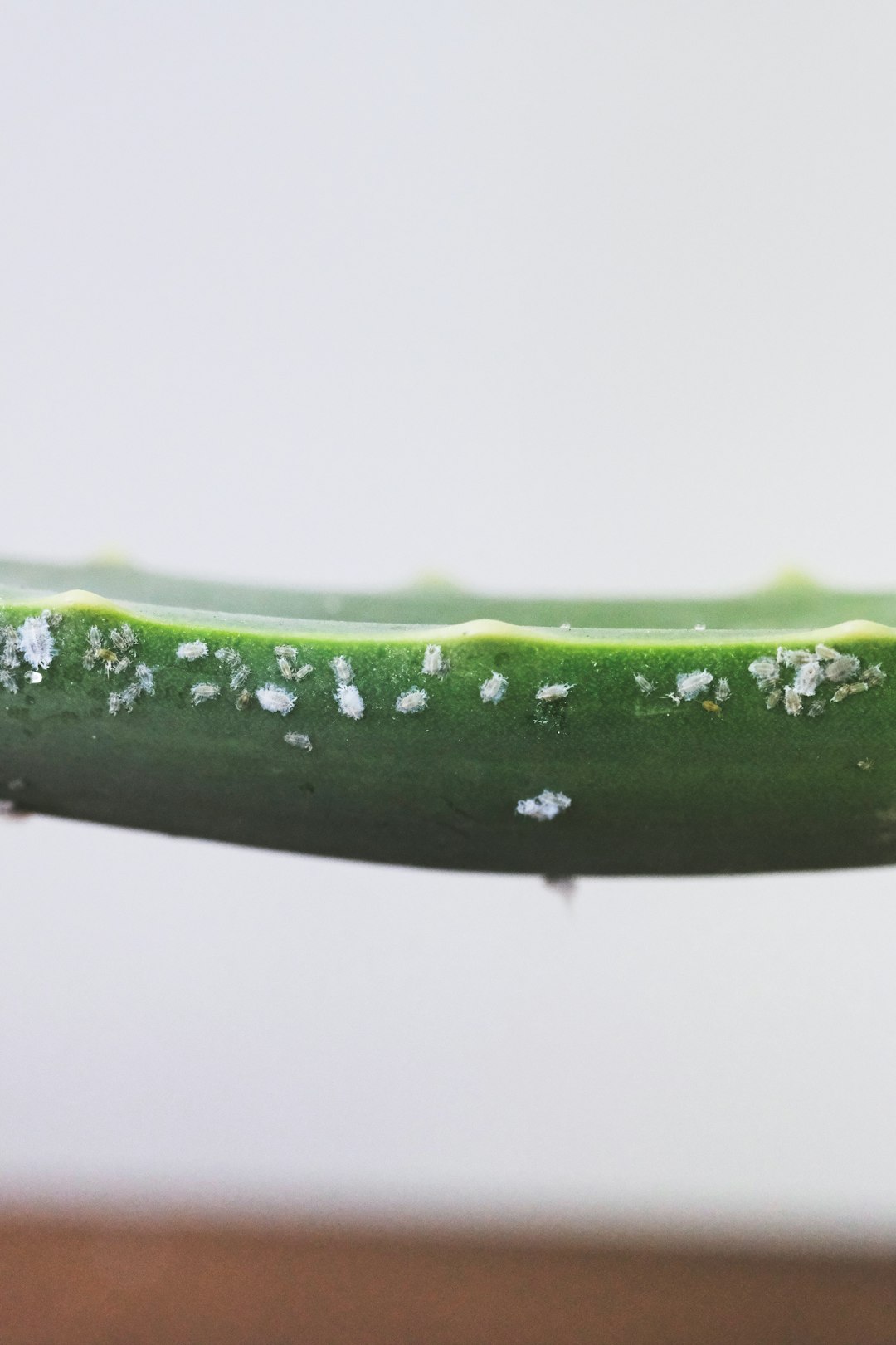 water droplets on green leaf