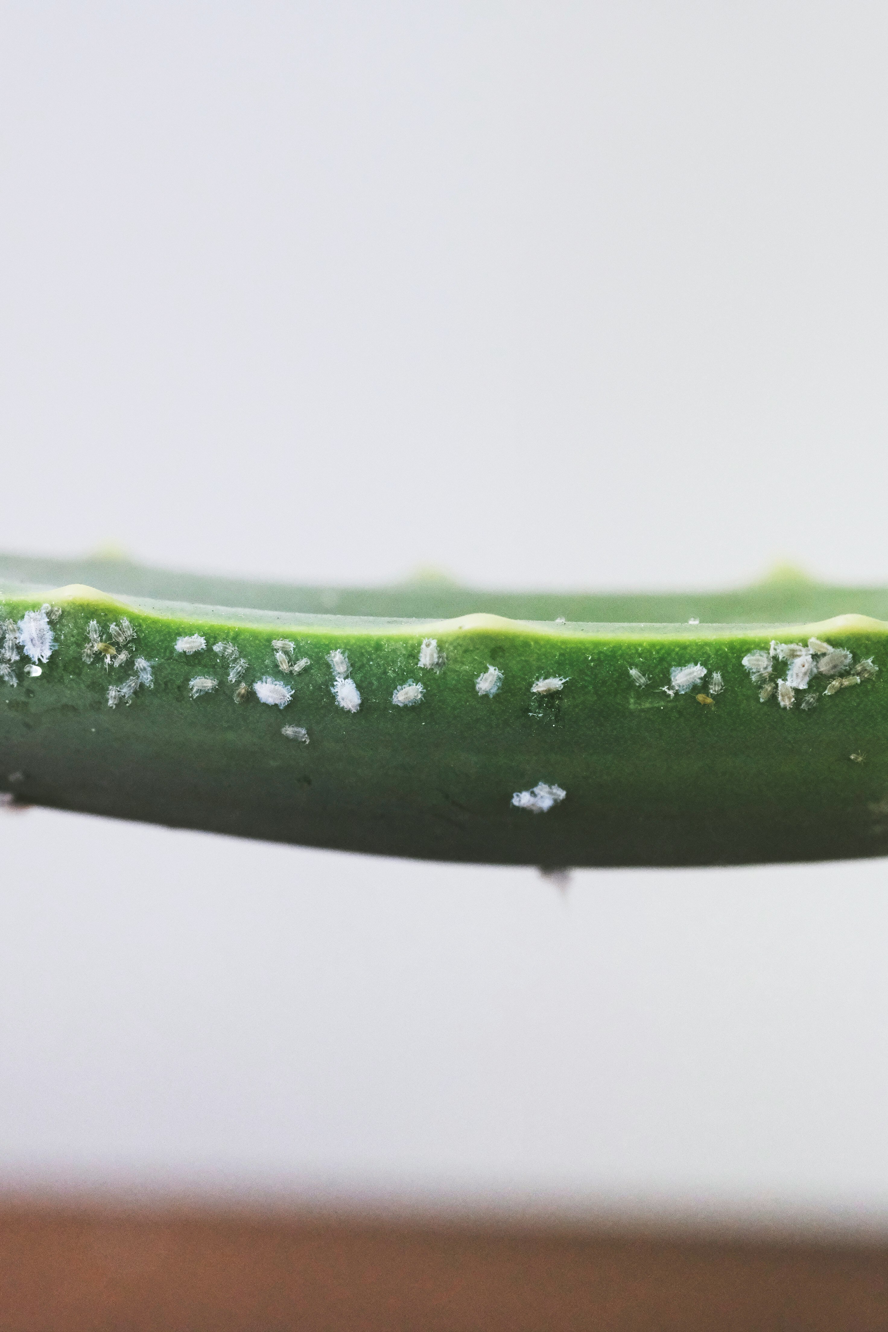 Mealy bugs on a aloe vera plant