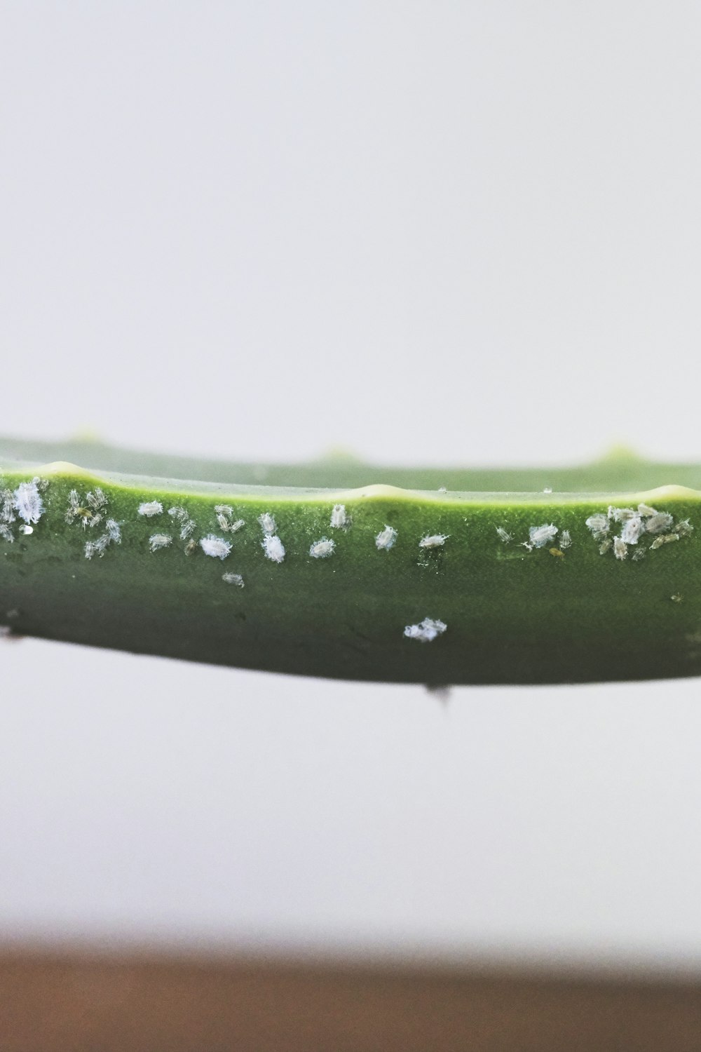 water droplets on green leaf