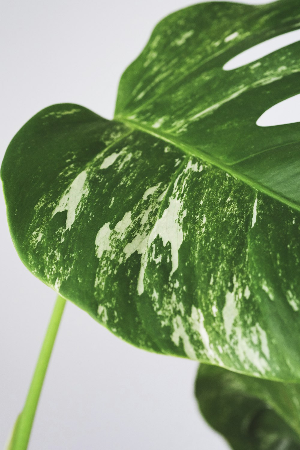 green leaf with water droplets