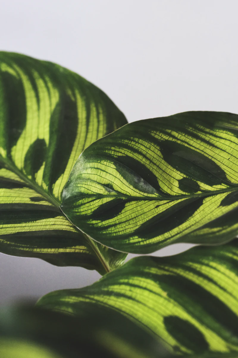 Calathea Orbifolia