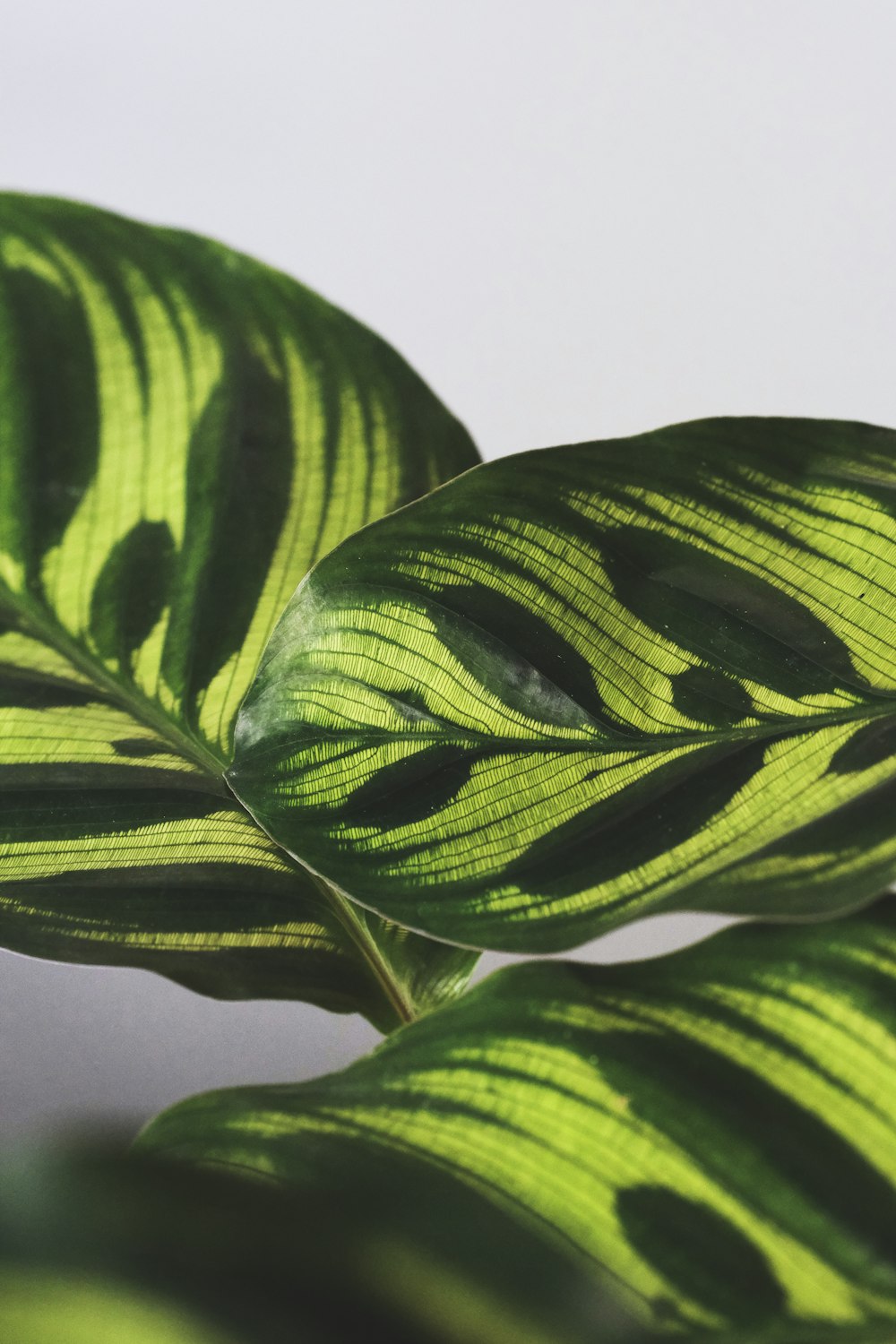 green leaves on white surface