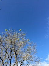 A tree with sparse green leaves and numerous branches is set against a bright blue sky with minimal clouds.