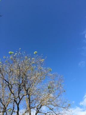 A tree with sparse green leaves and numerous branches is set against a bright blue sky with minimal clouds.