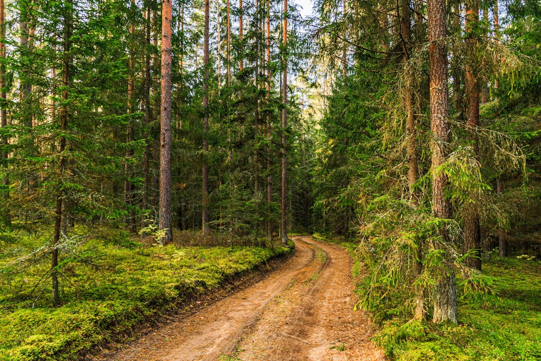 Forest photo spot Labanoras Regional Park Trakai