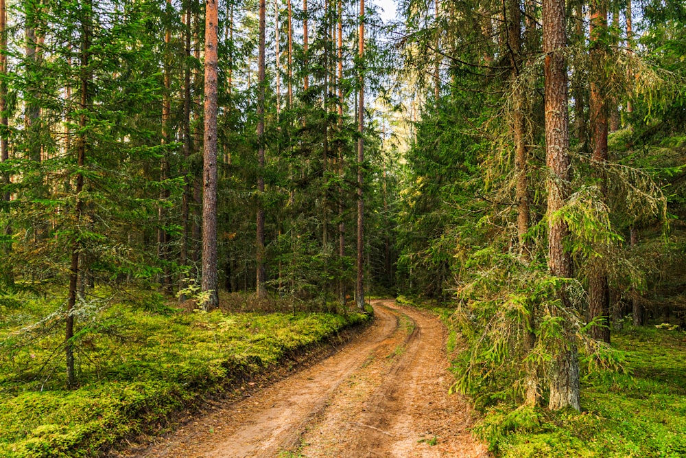 brown dirt road between green trees during daytime