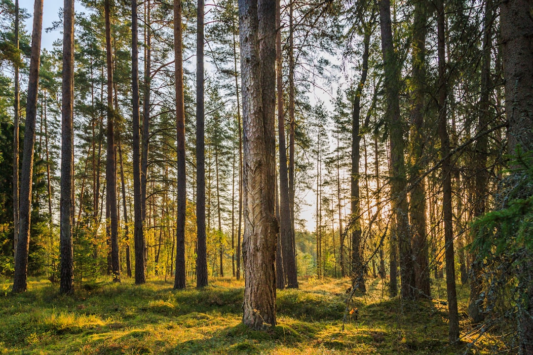 Travel Tips and Stories of Labanoras Regional Park in Lithuania