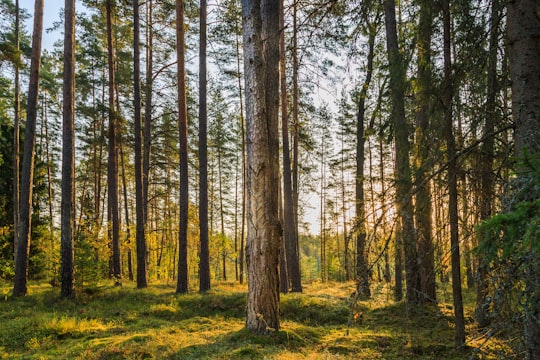 green and brown trees on green grass field during daytime in Labanoras Regional Park Lithuania