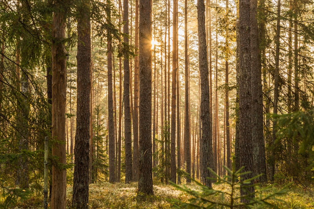 green trees on forest during daytime