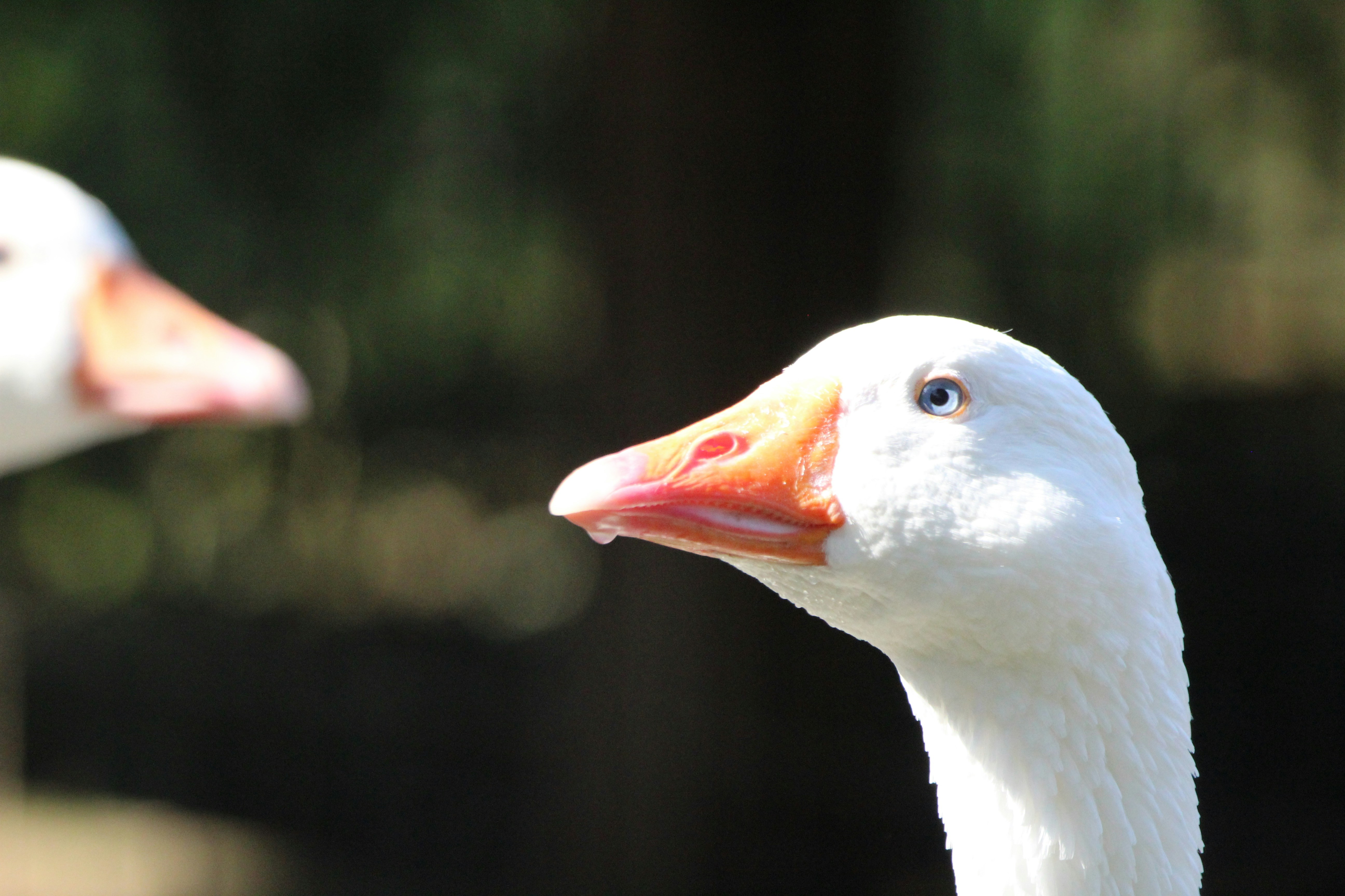 goose image