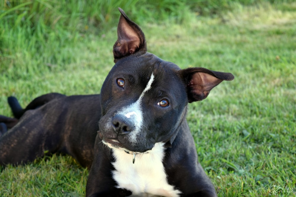 black and white american pitbull terrier puppy lying on green grass field during daytime