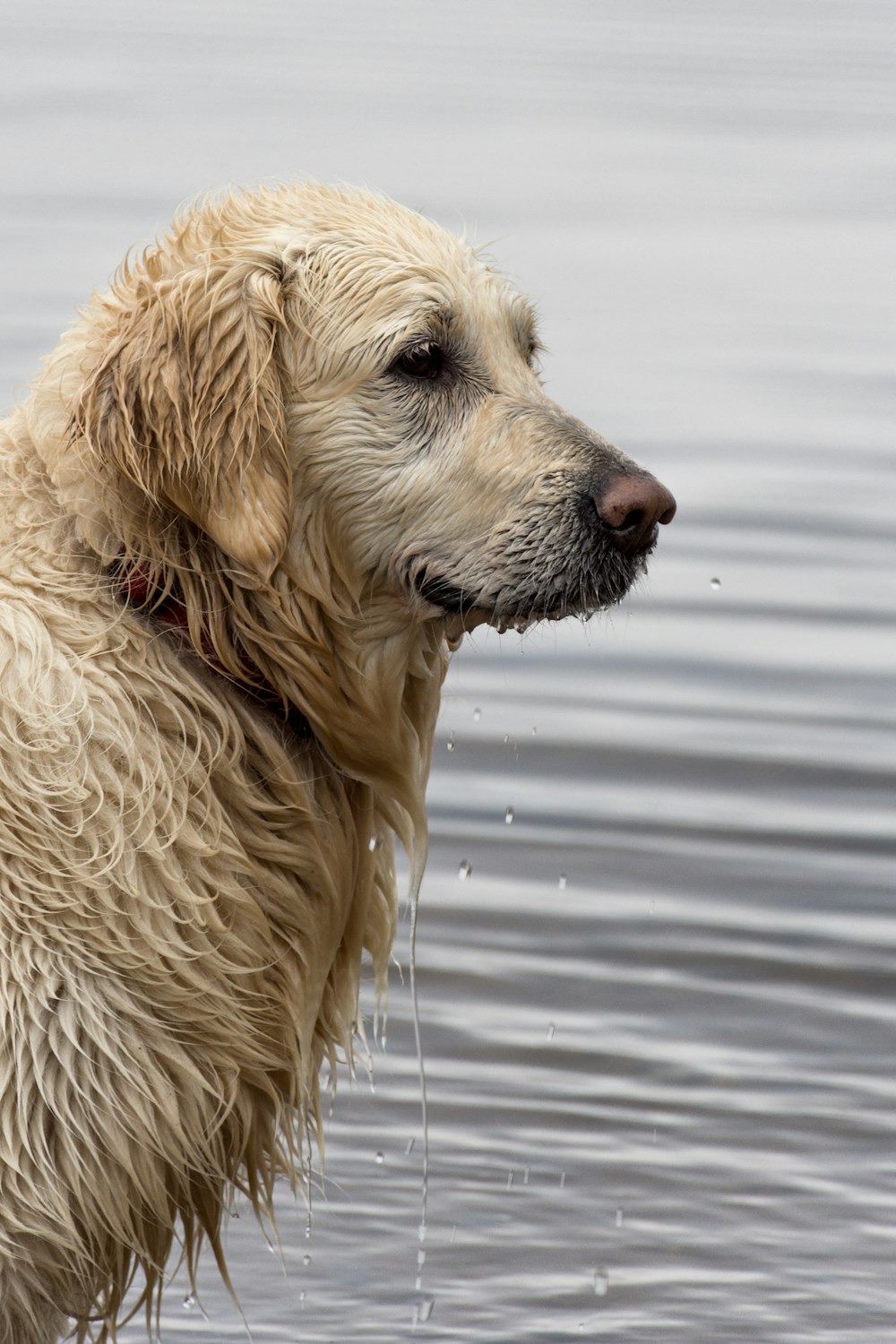 Golden Retriever auf dem Wasser liegend