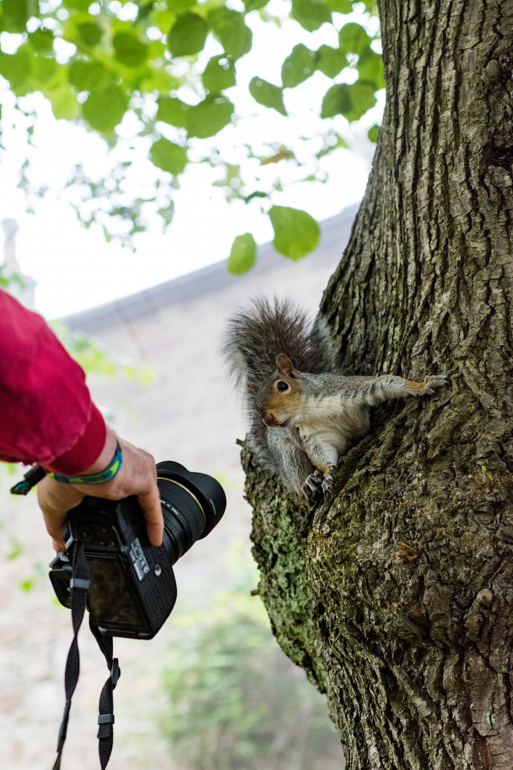 person in red shirt and black gloves holding brown tree trunk during daytime